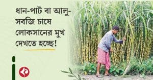 Sugarcane Farming Brings Prosperity to Bengal Farmers Amid Scorching Heat