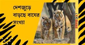 Tiger population in India
