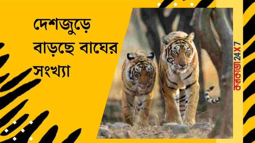 Tiger population in India