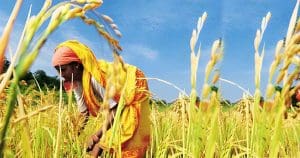 bengal rice production