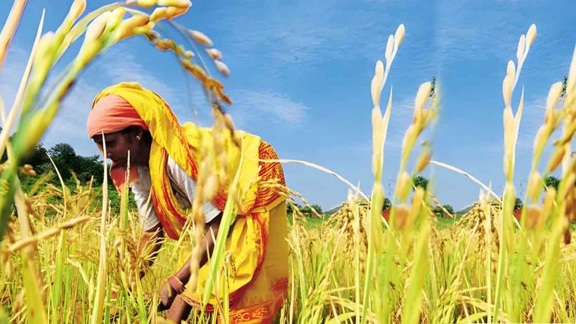 bengal rice production
