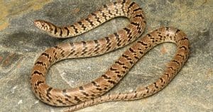 snake found kolkata municipality office
