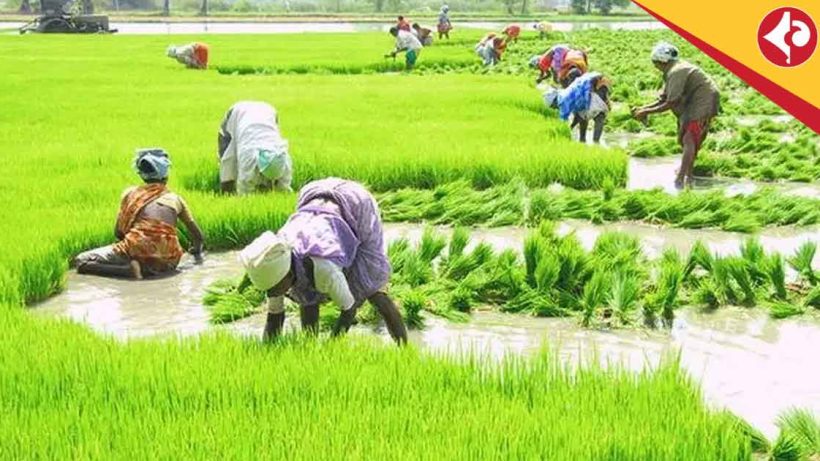 MSP for Kharif Crops