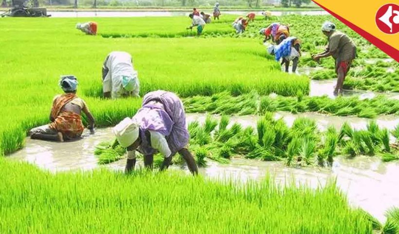 MSP for Kharif Crops