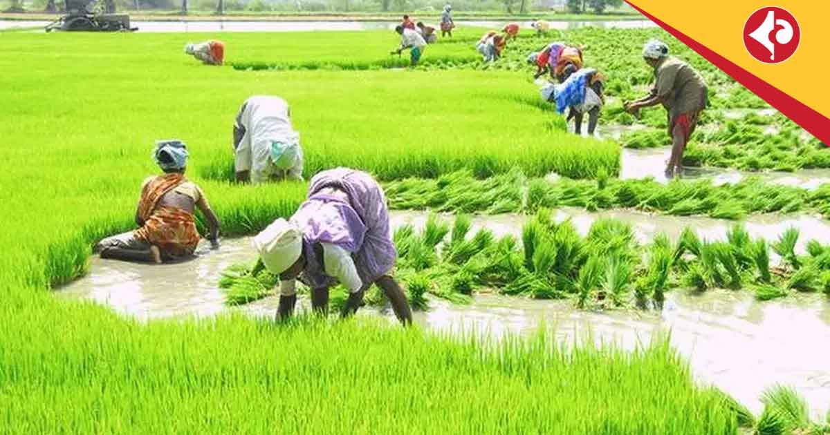 MSP for Kharif Crops
