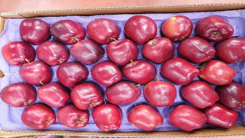 turkish apples banned in pune market