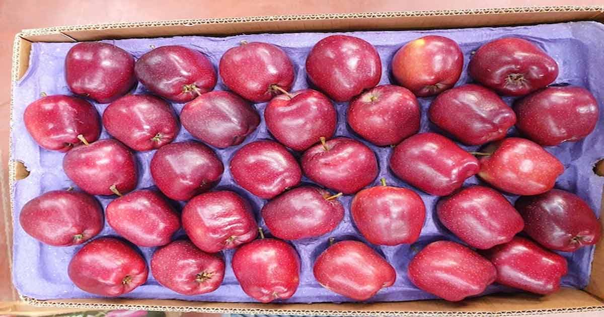 turkish apples banned in pune market