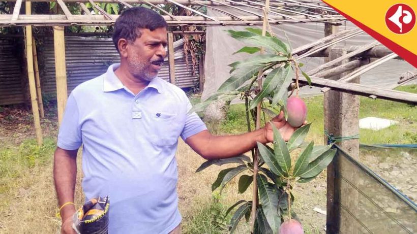 Cooch Behar Farmer Grows World's Costliest Miyazaki Mango, Earns Lakhs