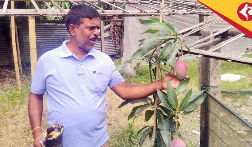 Cooch Behar Farmer Grows World's Costliest Miyazaki Mango, Earns Lakhs
