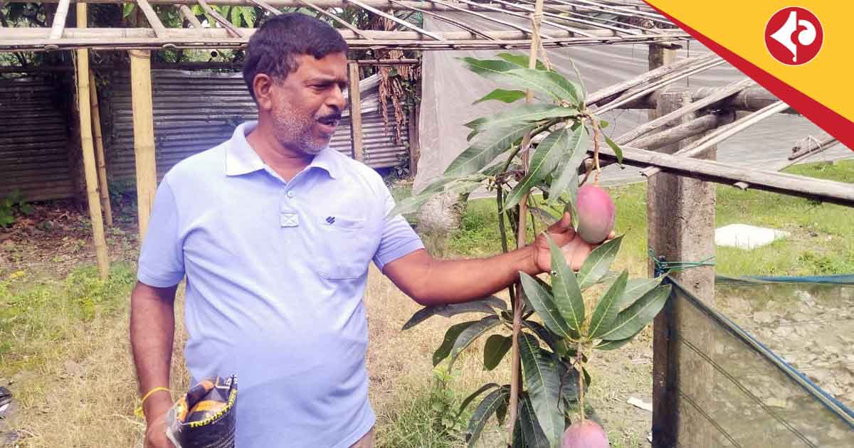 Cooch Behar Farmer Grows World's Costliest Miyazaki Mango, Earns Lakhs