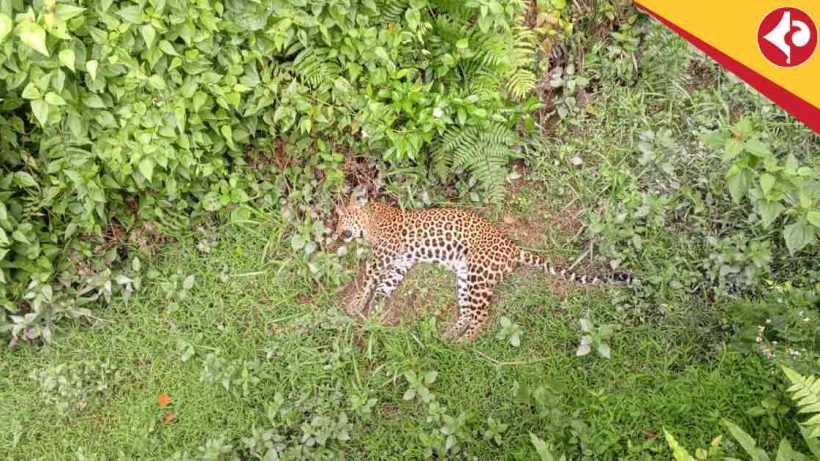 Dead Leopard Found in Alipurduar Tea Garden Sparks Panic