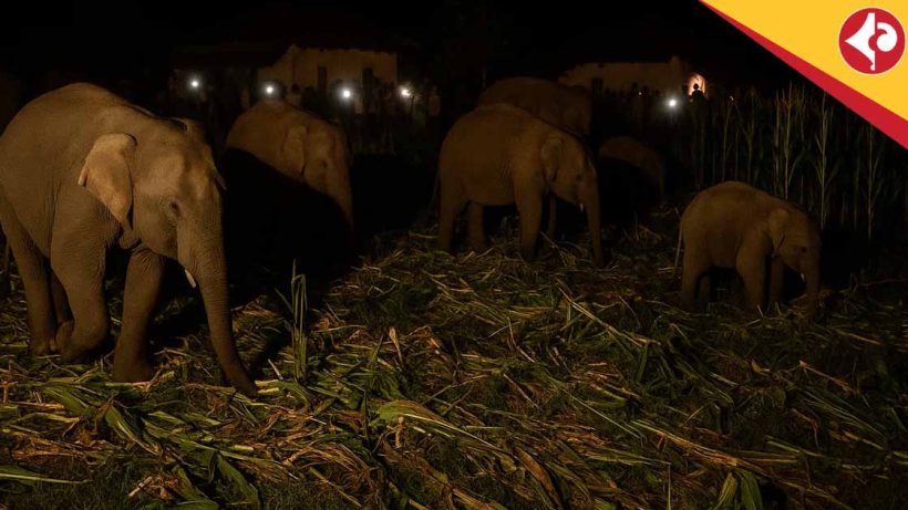 Elephant Herd Destroys Paddy Fields in Naxalbari