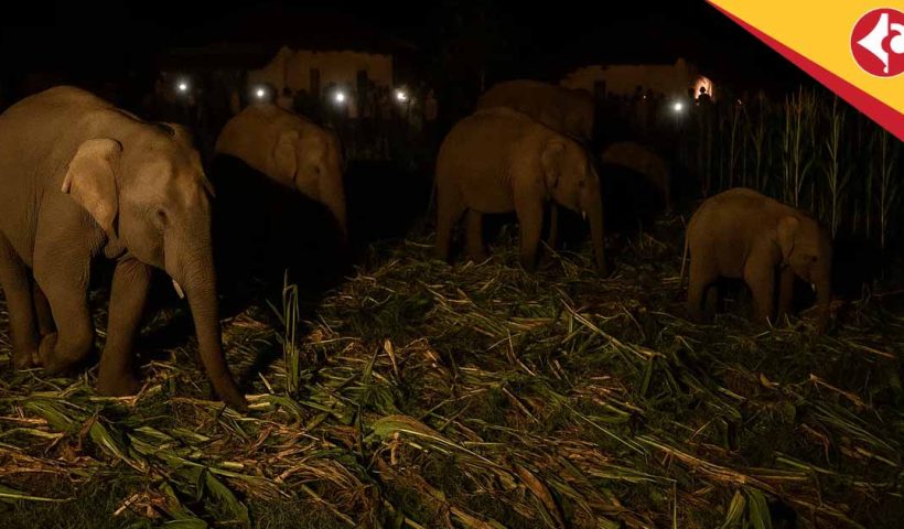 Elephant Herd Destroys Paddy Fields in Naxalbari