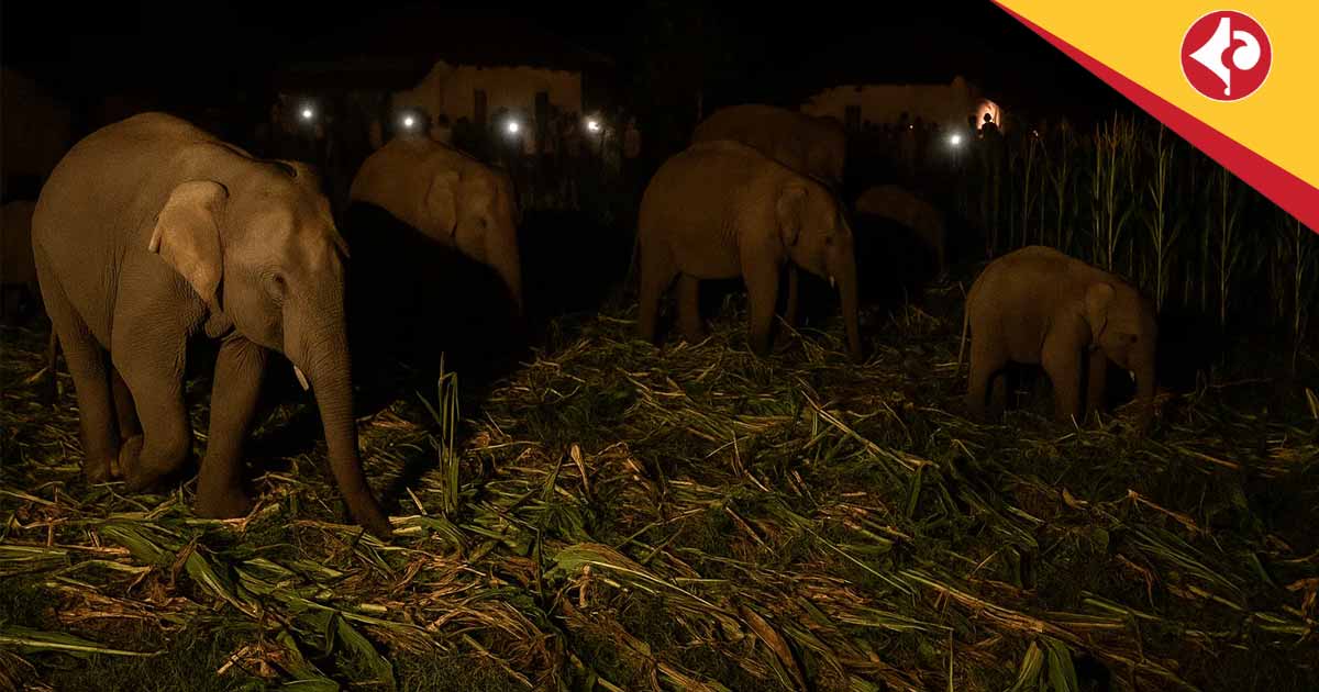 Elephant Herd Destroys Paddy Fields in Naxalbari