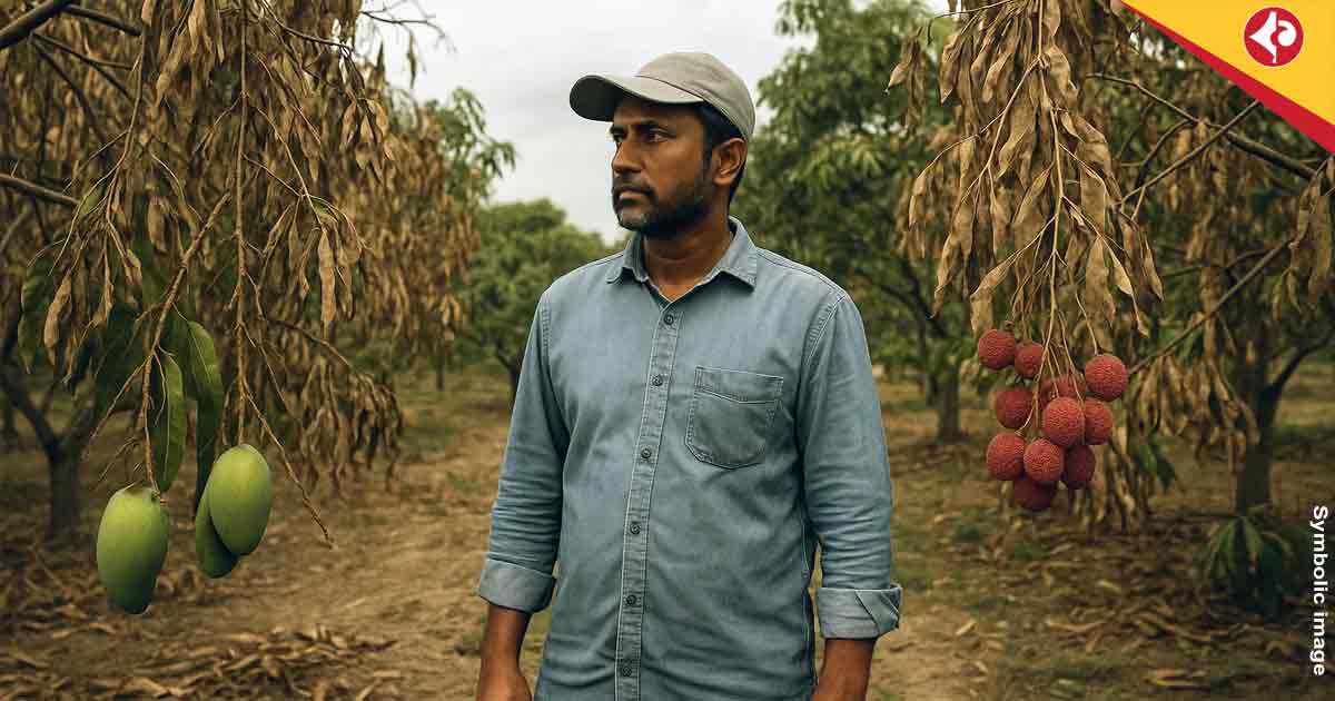 How Rising Temperatures Are Ruining Bengal’s Iconic Mango and Litchi Harvests