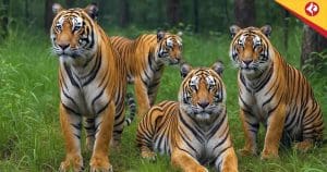 India Tiger Population