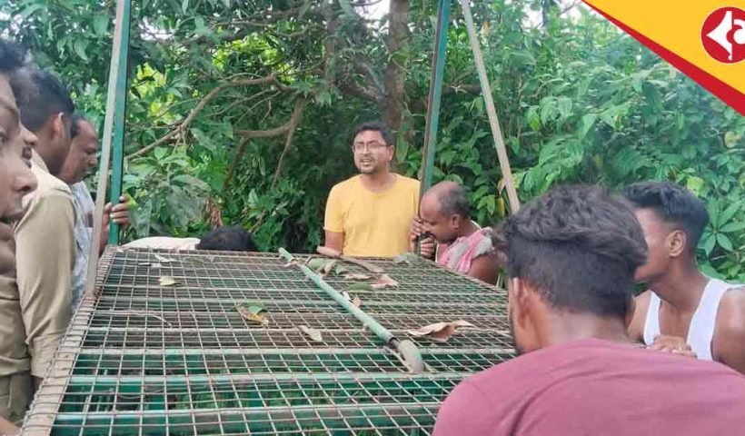 Leopard Scare Returns in Cooch Behar’s Ghughumari, Forest Department on Alert