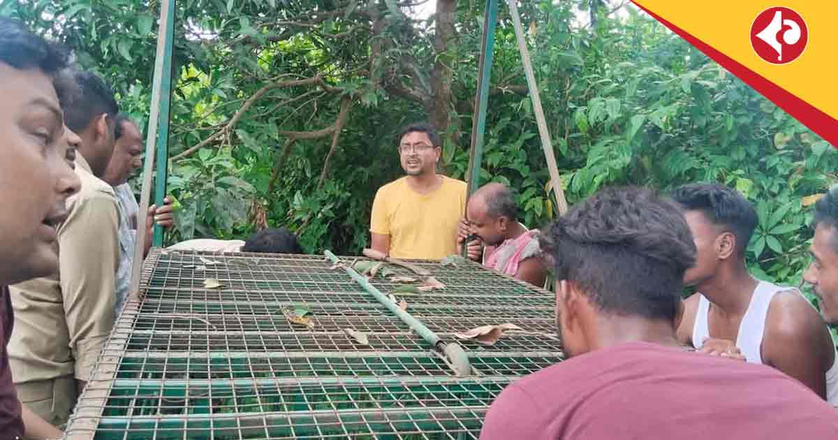 Leopard Scare Returns in Cooch Behar’s Ghughumari, Forest Department on Alert