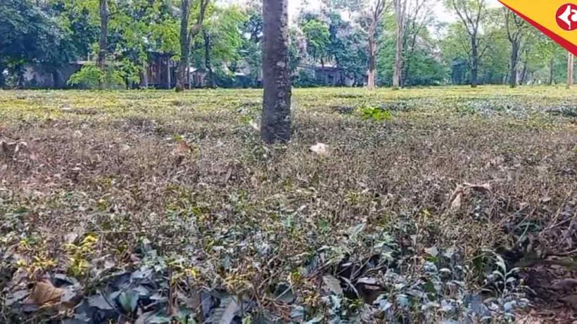 Looper Caterpillar Threatens Dooars Tea Gardens