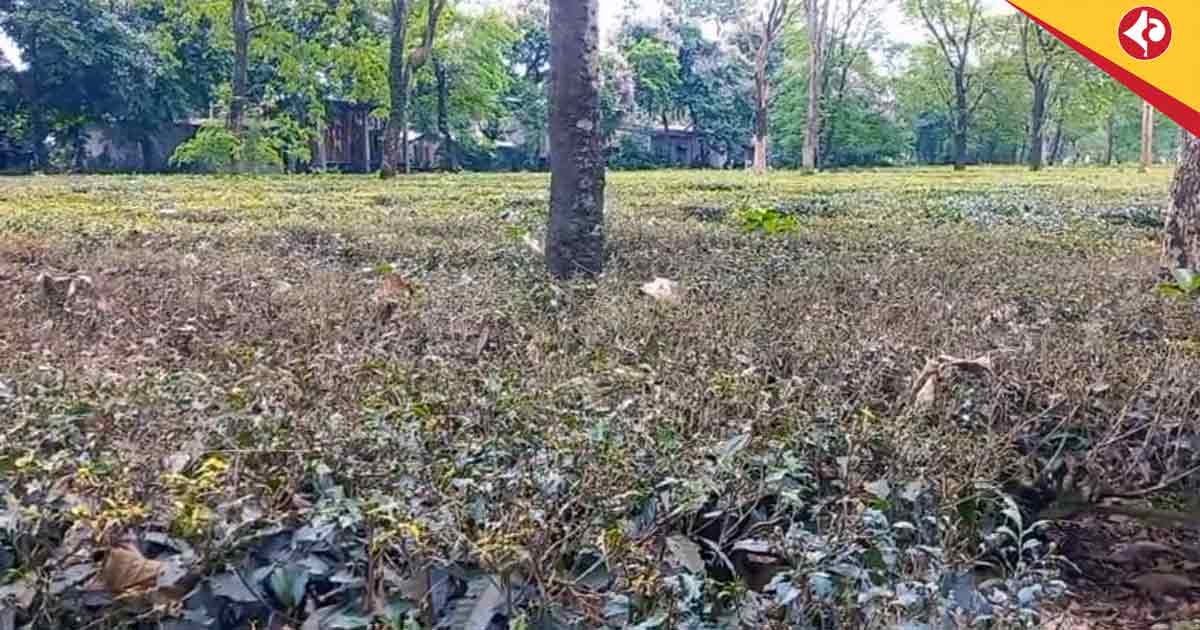 Looper Caterpillar Threatens Dooars Tea Gardens