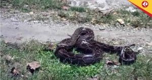 Massive 12-Foot Python Rescued from Banarhat Village, Sparks Fear in Jalpaiguri