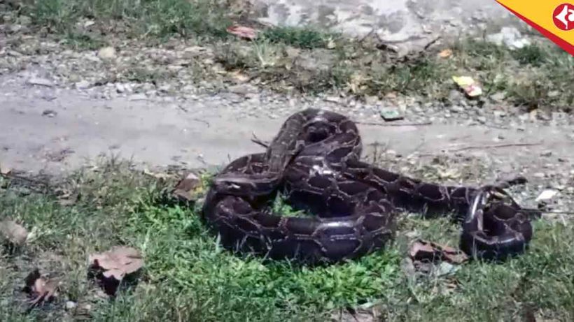 Massive 12-Foot Python Rescued from Banarhat Village, Sparks Fear in Jalpaiguri