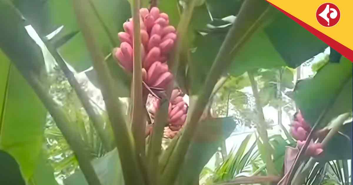 আলিপুরদুয়ারে মিলল বিরল গোলাপি কলা গাছ, চাঞ্চল্য Rare Pink Banana Tree Discovered in Alipurduar’s Chengmari, Sparks Tourism Hopes
