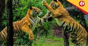 Royal Bengal Tiger Count Rises in Sundarbans: Forest Survey Brings Hope