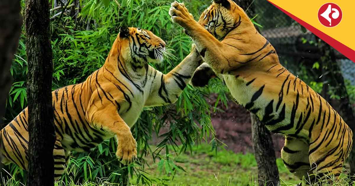 Royal Bengal Tiger Count Rises in Sundarbans: Forest Survey Brings Hope