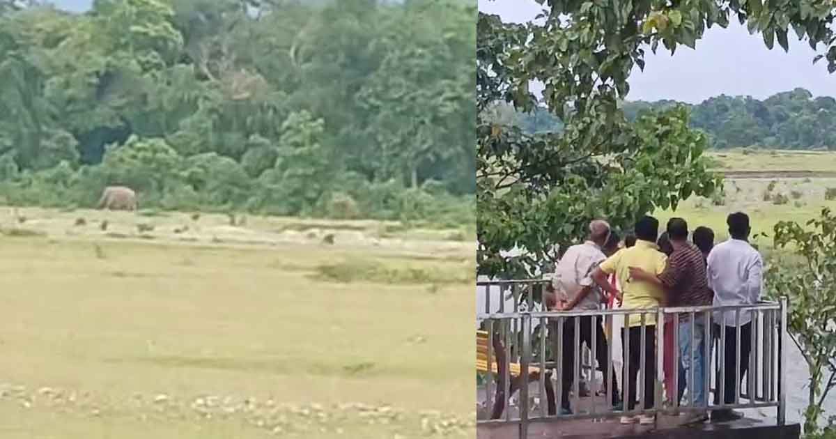 মূর্তিতে হাতির দেখা, নদীপাড়ে ভিড় পর্যটক–স্থানীয়দের