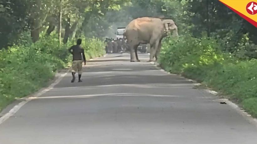 Wild Elephant Blocks Chilapata Road for 40 Minutes, Sparks Concern