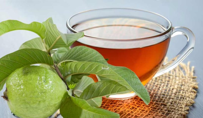 guava-leaves are selling in usa