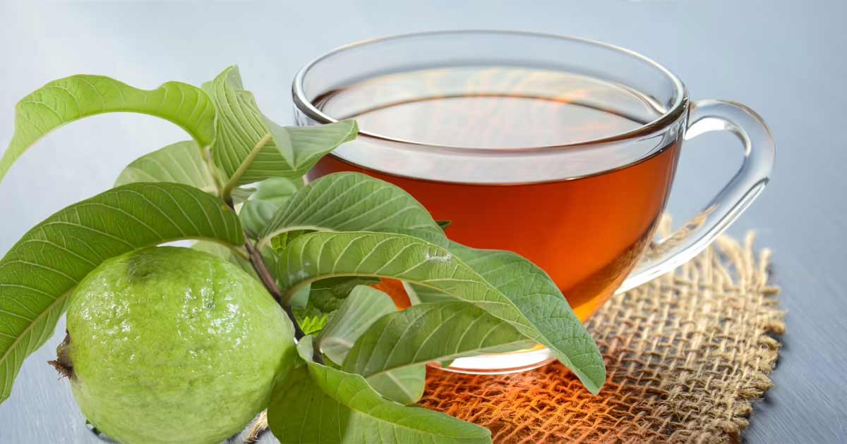guava-leaves are selling in usa
