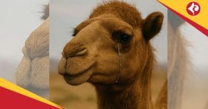 Camel Tears
