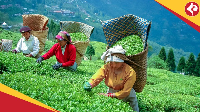 Darjeeling tea