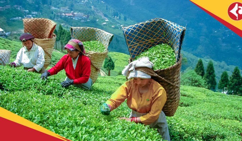 Darjeeling tea