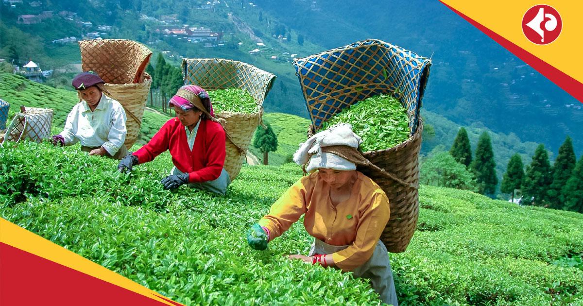 Darjeeling tea