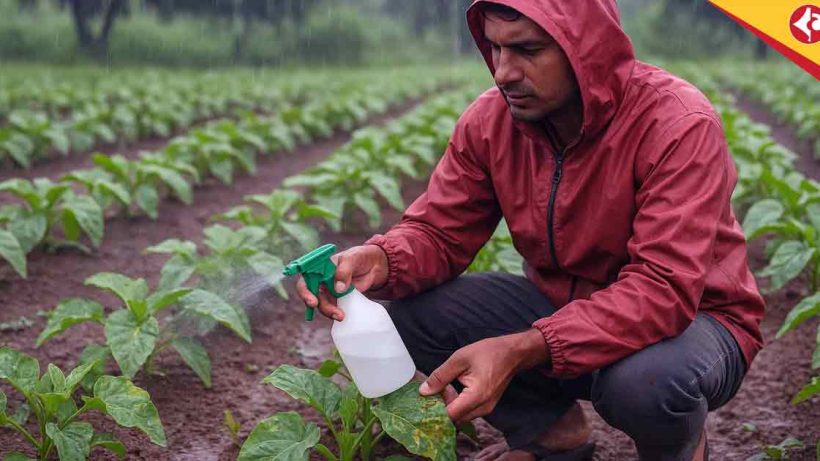 How to Control Fungal Infections in Monsoon Vegetable Crops: Effective Solutions for 2025