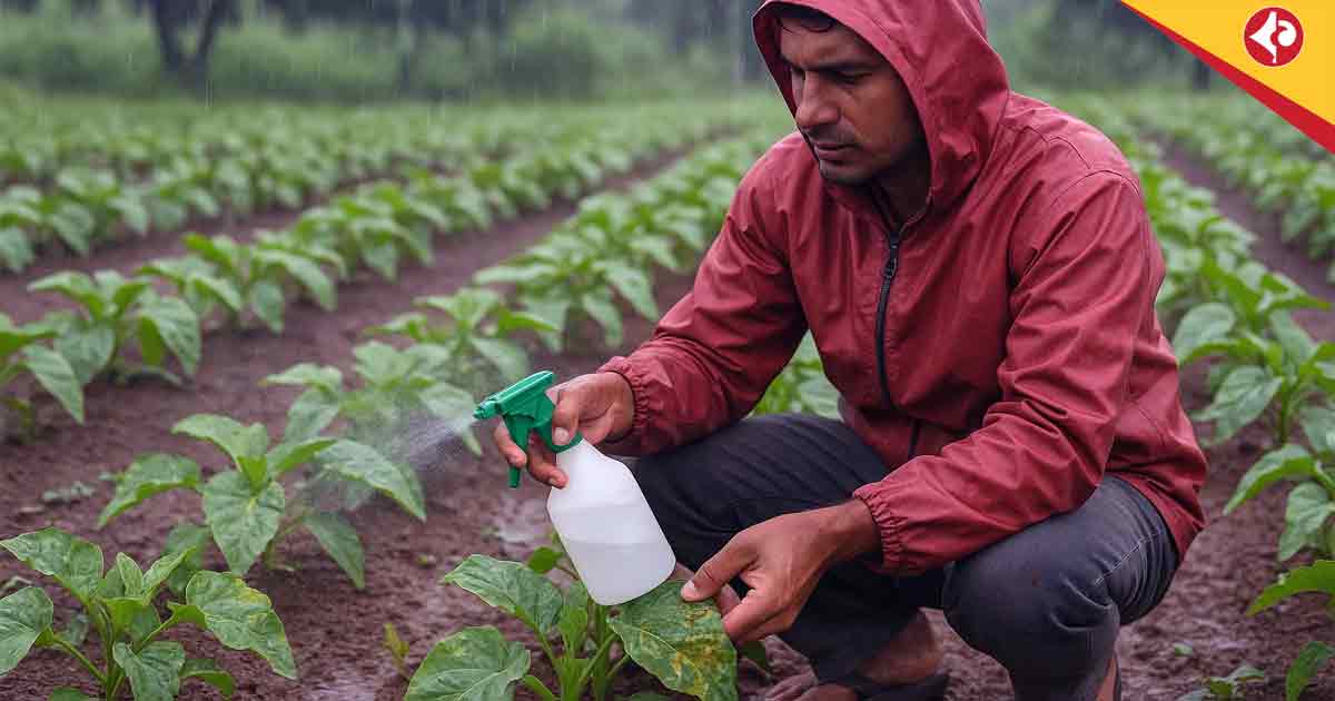 How to Control Fungal Infections in Monsoon Vegetable Crops: Effective Solutions for 2025