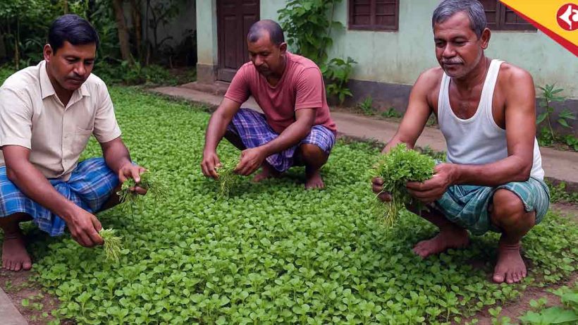How to Grow Brahmi at Home for Brain Health