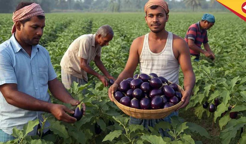 Hybrid Brinjal Farming Profitable in West Bengal