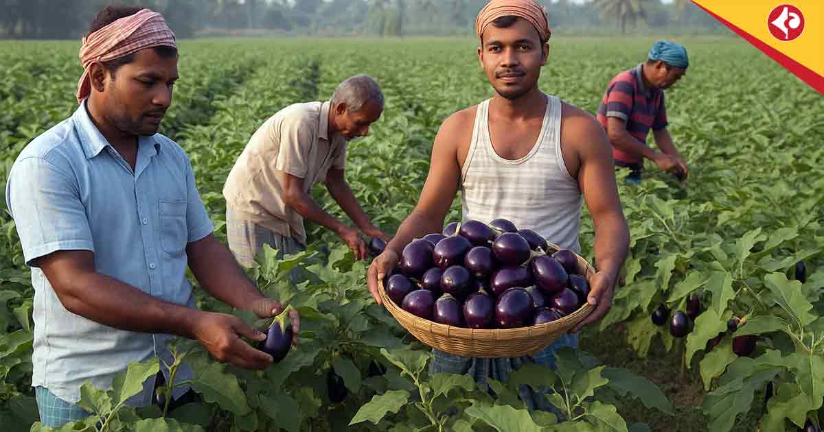 Hybrid Brinjal Farming Profitable in West Bengal