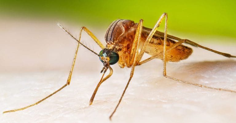 রাজ্যে ফের ছড়াচ্ছে এনসেফালাইটিস, মৃত ৩
