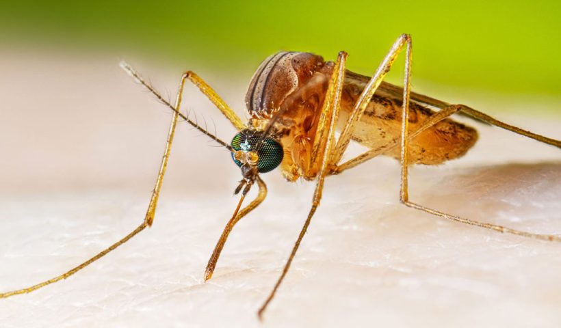 রাজ্যে ফের ছড়াচ্ছে এনসেফালাইটিস, মৃত ৩