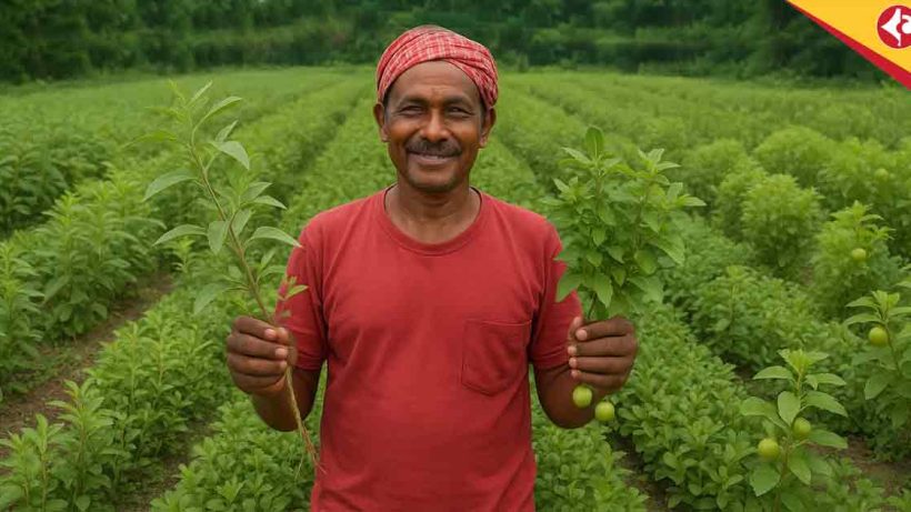 Top 5 Most Profitable Ayurvedic Plants to Grow in 2025 for High Returns