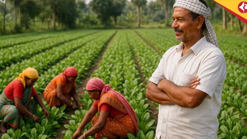 Spinach Farming in Bengal