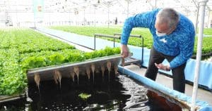 Hydroponic Farming new innovation in farming