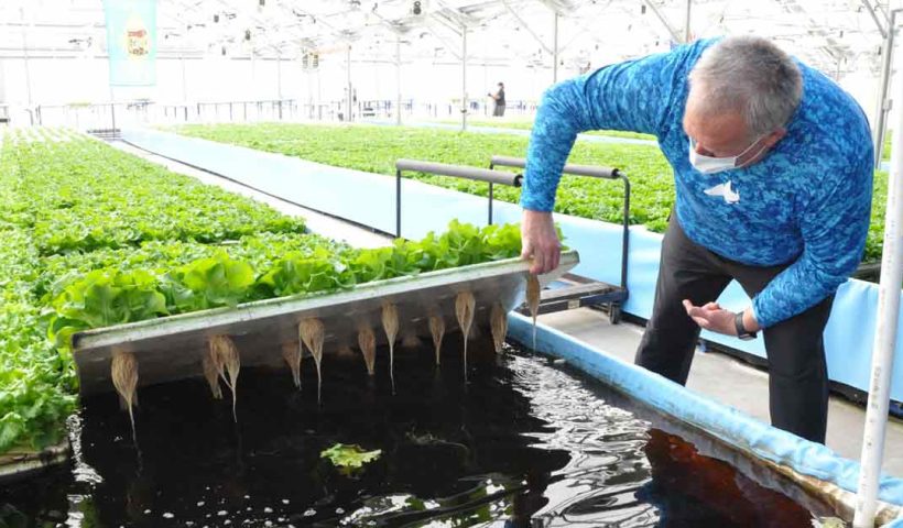 Hydroponic Farming new innovation in farming