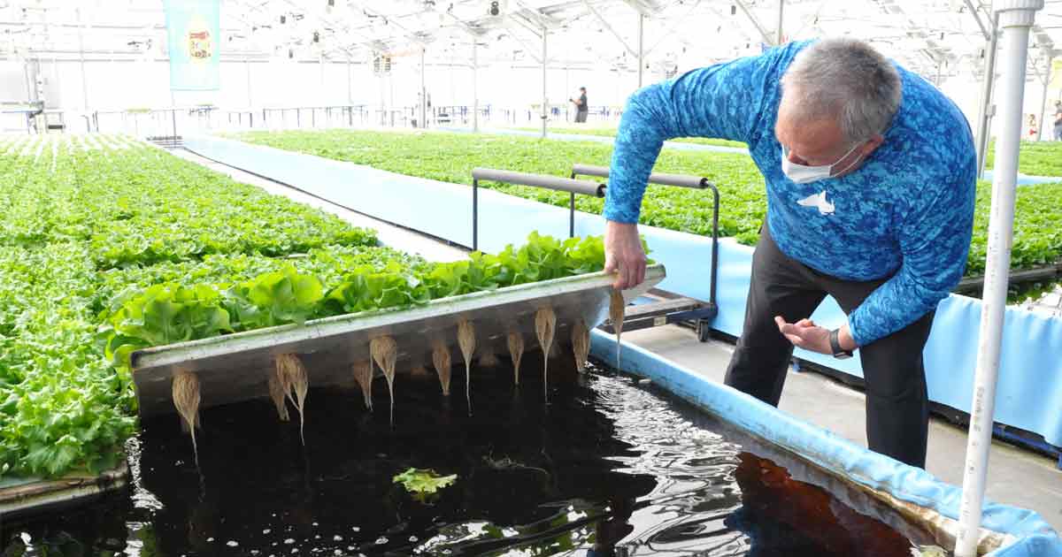 Hydroponic Farming new innovation in farming