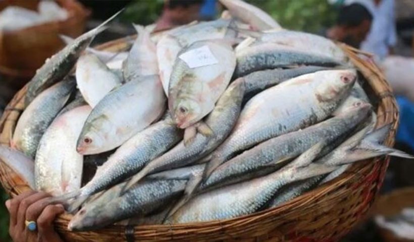দিঘায় টন টন ইলিশ! টাটকা স্বাদ পেতে তৈরি কলকাতা, দাম কত?